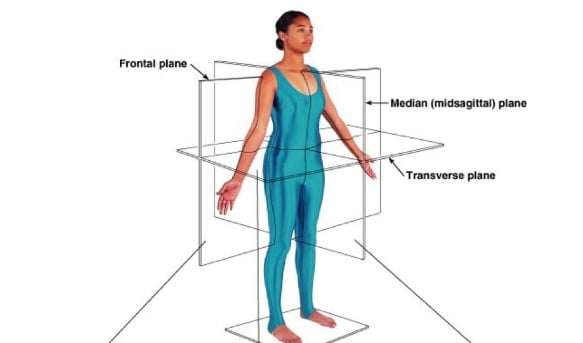 Human Body: Anatomical Planes & Body Cavities Quiz! - ProProfs Quiz